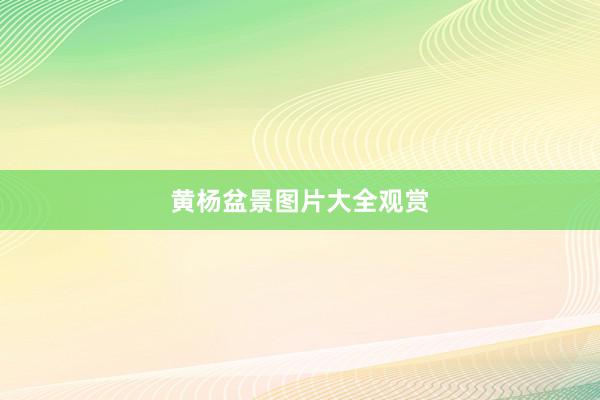 黄杨盆景图片大全观赏
